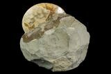 Fossil Ammonites (Sphenodiscus) - South Dakota #144027-6